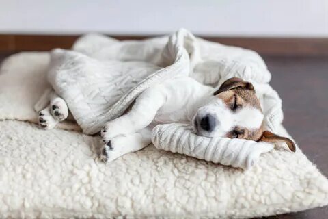 Helps dogday sleep