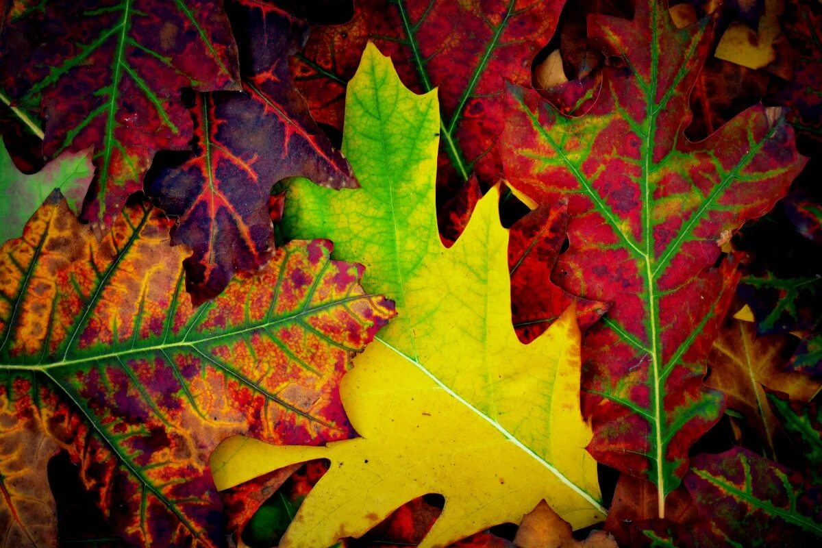 Разноцветные листья. Осень. Осень листья. Цвета осенних листьев.
