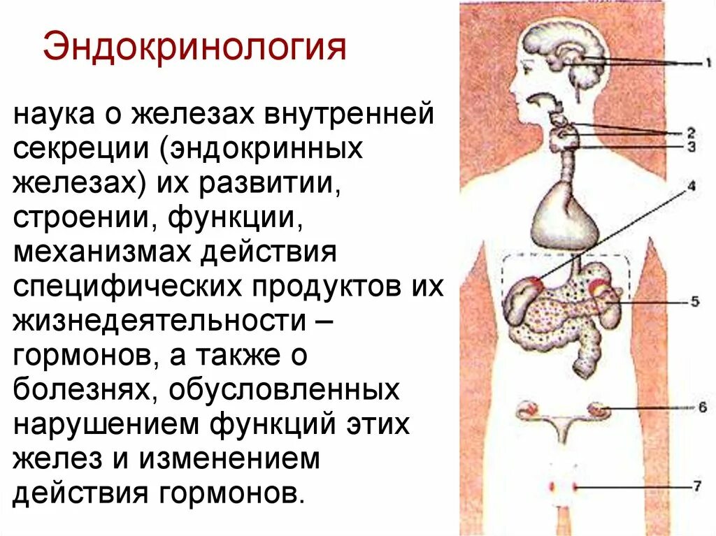 Вещества выделяемые эндокринными железами