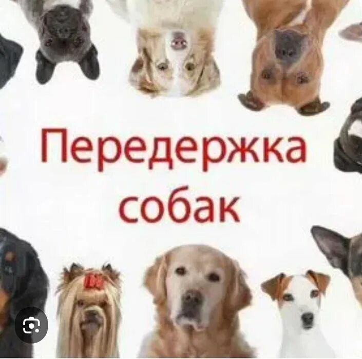 Как быстрее продать собаку
