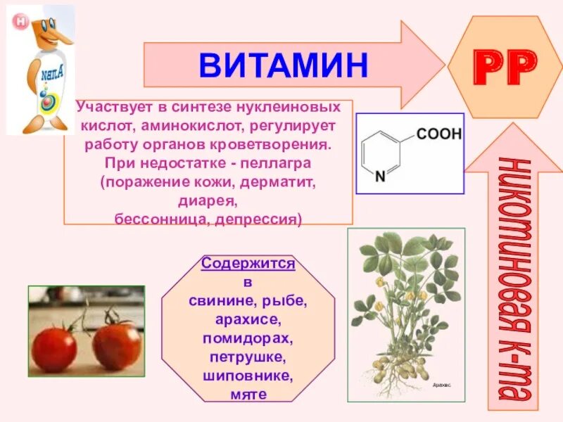 Синтез витаминов в коже. Витамины кроветворения. Витамин к участвует в синтезе. Витамин PP участвуют в синтезе. Витамины участвующие в кроветворении.