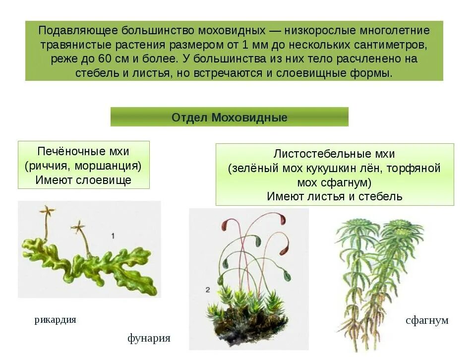 Отдел Моховидные представители таблица. Мохообразные споровые растения. Мохообразные характеристика. Высшие споровые растения мхи.