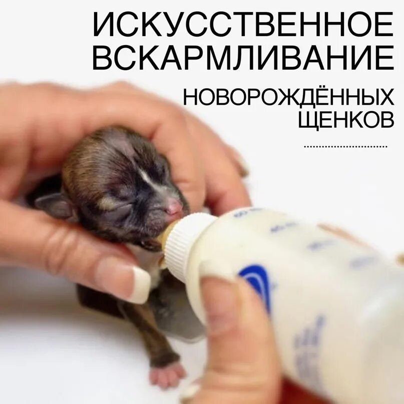 Приспособления для искусственного вскармливания щенков. Новорожденные щенки. Кормление новорожденных щенков. Кормушка для новорожденных щенков.