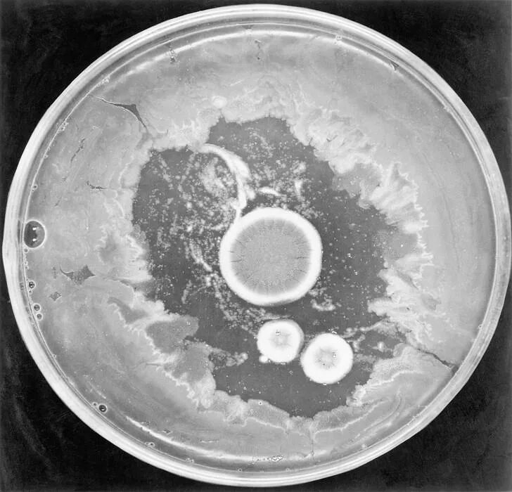 Плесень флеминга. Чашка Петри Флеминга. Пенициллин в чашке Петри и Флеминг.