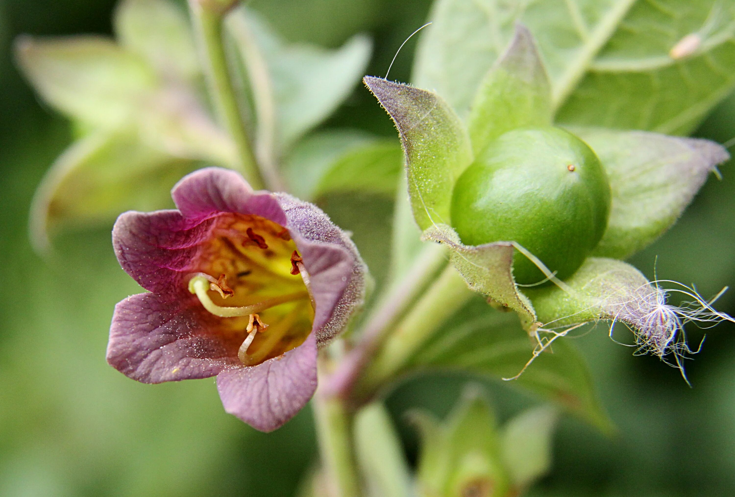 Ядовитый цветок герцогской семьи. Красавка белладонна. Atropa Belladonna растение. Паслен белладонна. Белладонна Пасленовые.