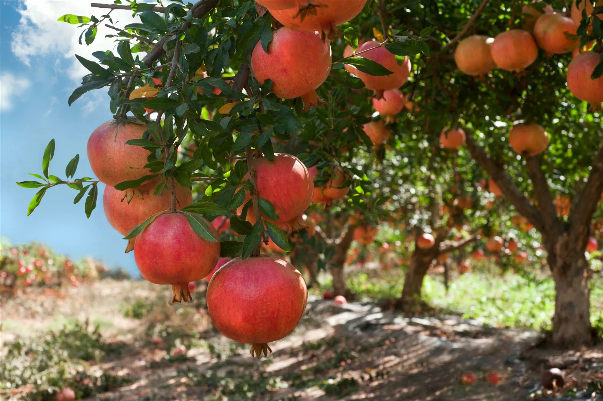 Punica granatum. Гранат сокотранский. Punica granatum дерево. Гранат дерево Турции. В саду растут фруктовые деревья