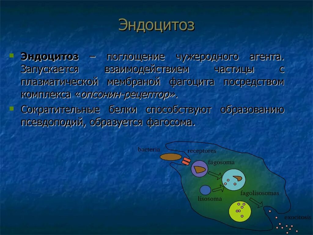 Эндоцитоз. Эндоцитоз поглощение. Эндоцитоз белки. Эндоцитоз виды. Г эндоцитоз