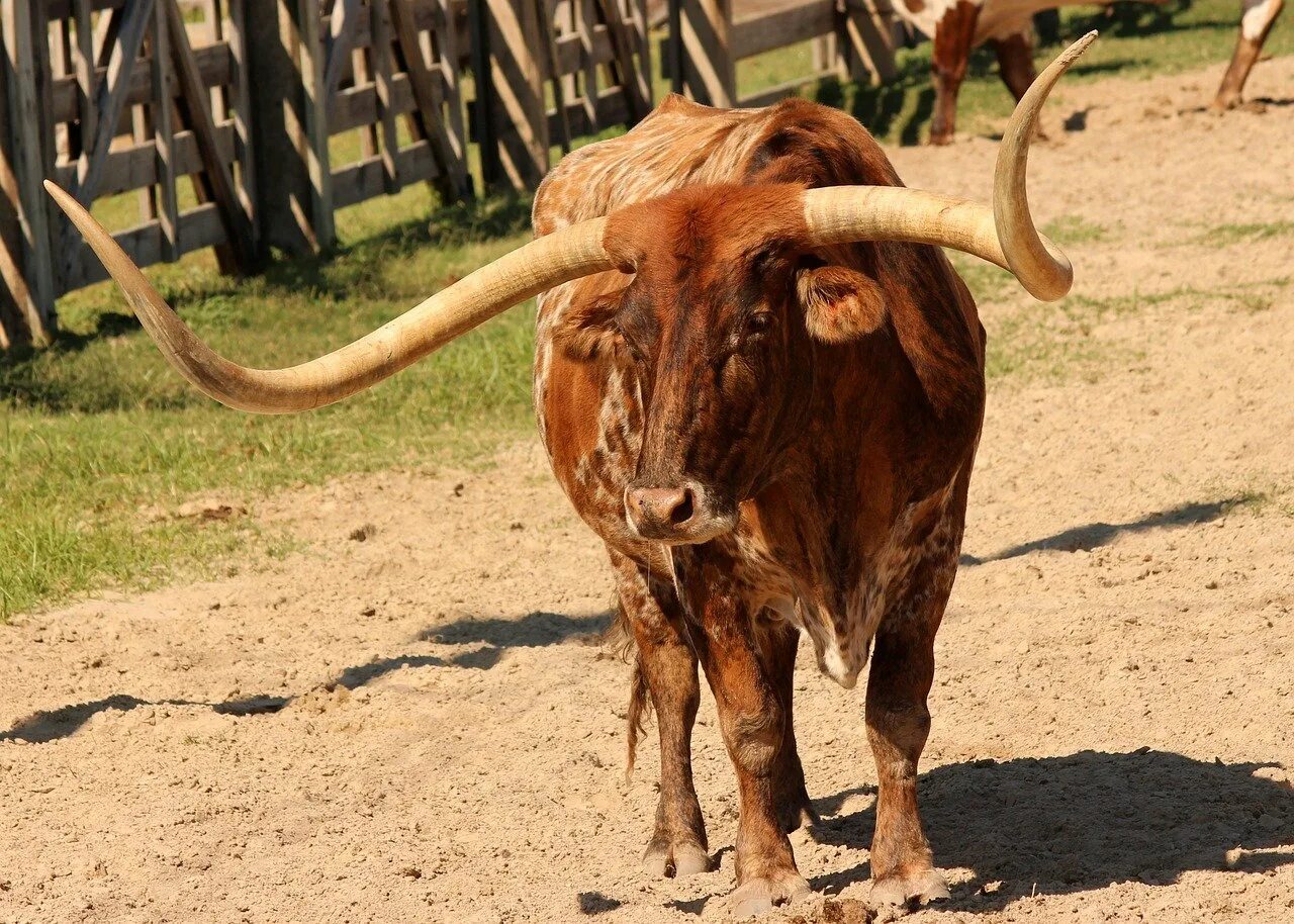 Техасский лонгхорн. Техас Лонгхорнс бык. Вол бык фото. Тягловый бык. Ела вола