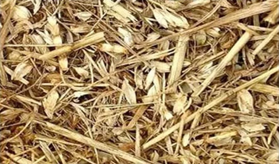 Мякина пшеницы. Отходы злаковых. Отходы пшеницы. Отходы переработки зерна. Очистка зерна от мякины и сора