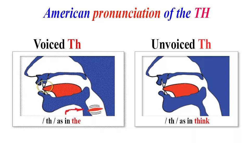 The language sound