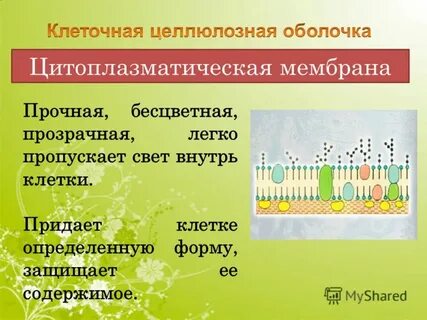 Форму клеткам придает