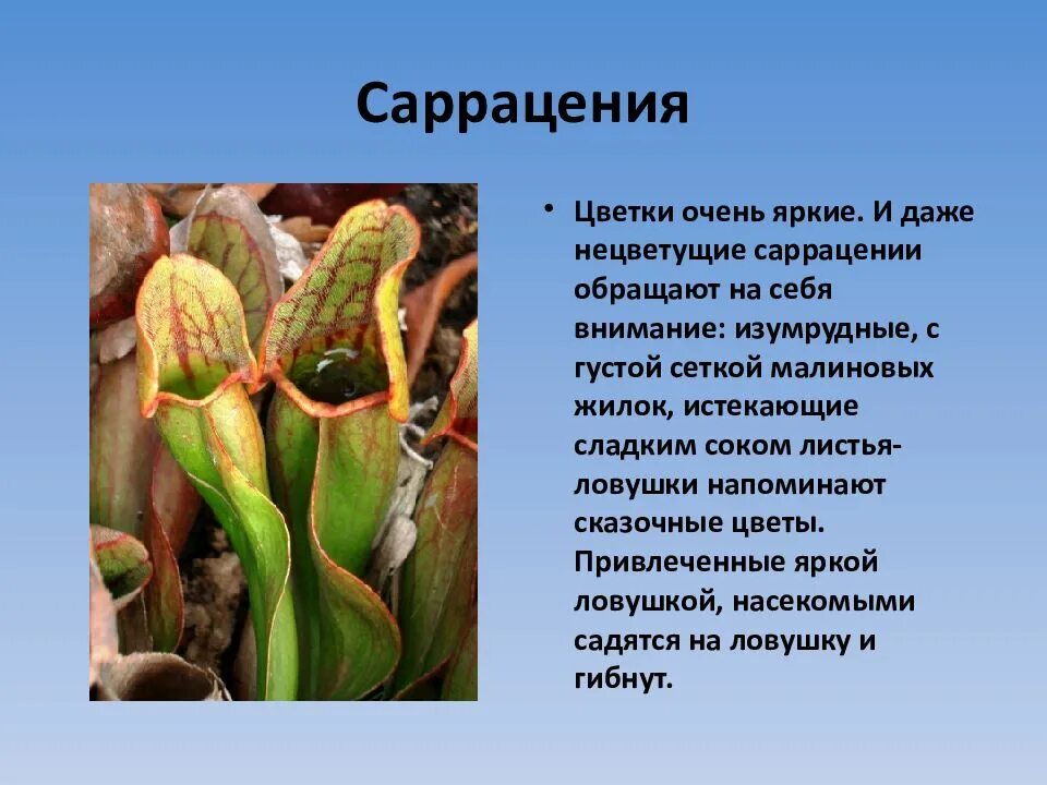 Питание растений хищников. Растения хищники 6 класс биология. Лист саррацении. Растение хищник доклад 6 класс биология. Проект Хищные растения 5 класс биология.