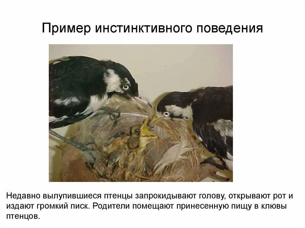 Врожденное поведение животных. Примеры инстинктивного поведения. примеры инстинктивного поведения животных. инстинктивное поведение птиц. примеры инстисттвного поведения.