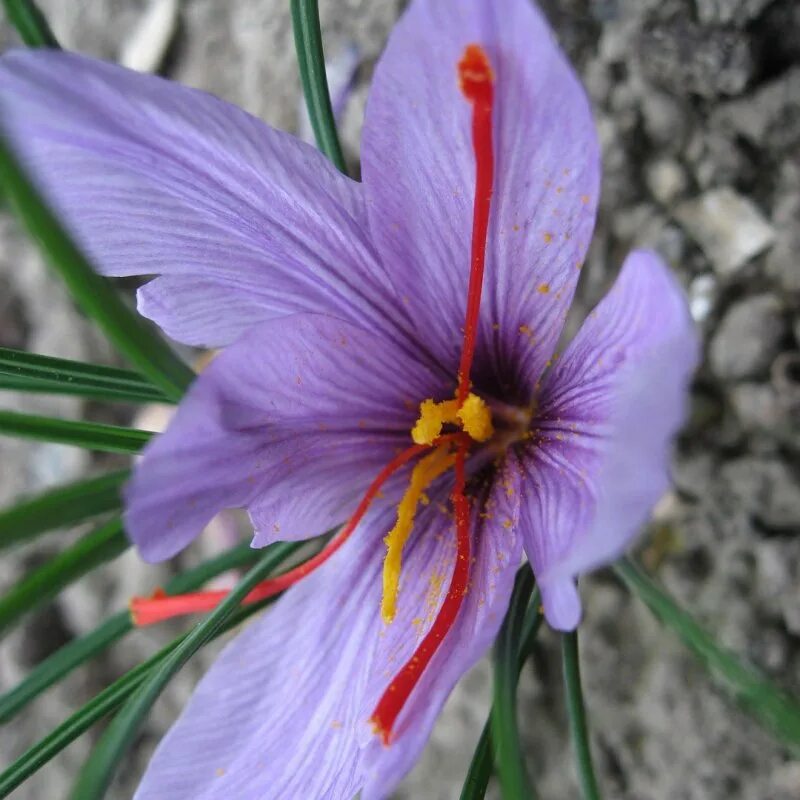 Крокус Шафран посевной. Шафран посевной (Crocus sativus). Крокус Шафран цветок. Шафран специя Крокус. Шафран посевной