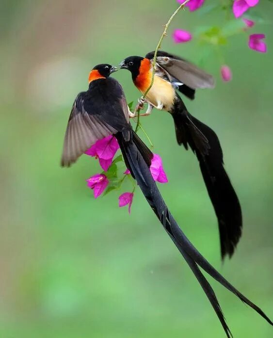 Райские птицы фото красивые и яркие The Magnificent Greater Bird-of-paradise Beautiful birds, Exotic birds, Greater