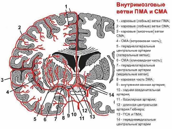 М1 м2 ветви средней мозговой артерии. Корковые ветви средней мозговой артерии. Сегменты м1 и м2 средней мозговой артерии. Сегменты передней мозговой артерии на кт. Мозговые артерии головного мозга