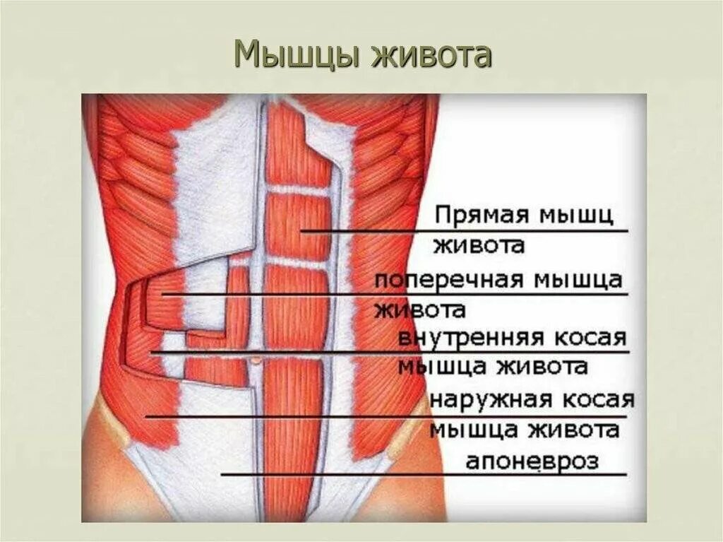 Мышцы живота вид спереди. Апоневроз наружной косой мышцы живота. Мышцы брюшной стенки человека анатомия. Сухожильные перемычки прямой мышцы живота.