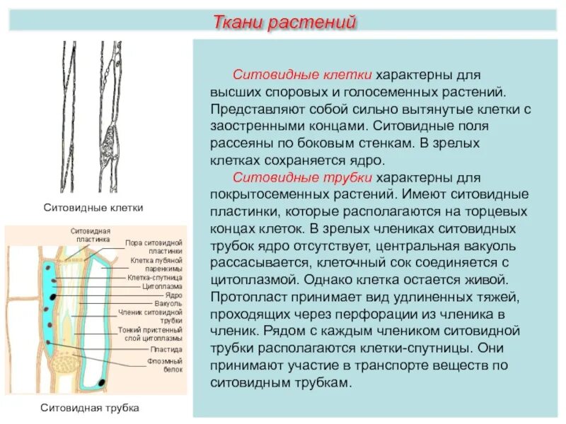 Ситовидные трубки и клетки-спутницы. Ситовидные клетки флоэмы. Строение ситовидной трубки и клетки-спутницы. 3) Ситовидные трубки. Луб состоит из мертвых клеток