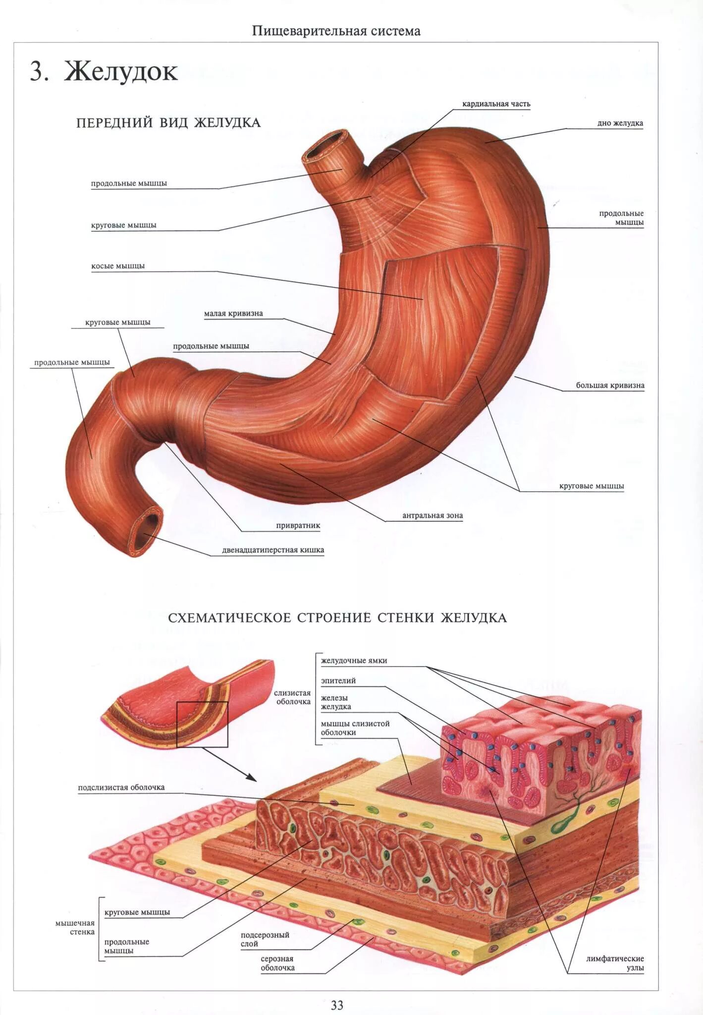 Наличие гладких мышц в стенках желудка. Мышечная оболочка желудка анатомия. Внутреннее строение желудка. Слои мышечной оболочки желудка. Схема строения желудка в разрезе.