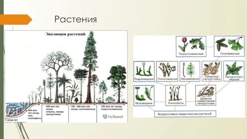 Происхождение и Эволюция высших растений схема. Схема эволюционного развития растений. Этапы эволюционного развития растений. Установите последовательность появления растений в процессе эволюции