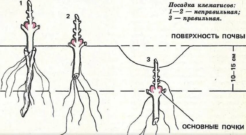 Клематис какая почва. Посадка клематисов весной в открытый грунт. Схема посадки клематисов. Схема посадки клематиса в открытый грунт. Клематис схема посадки.