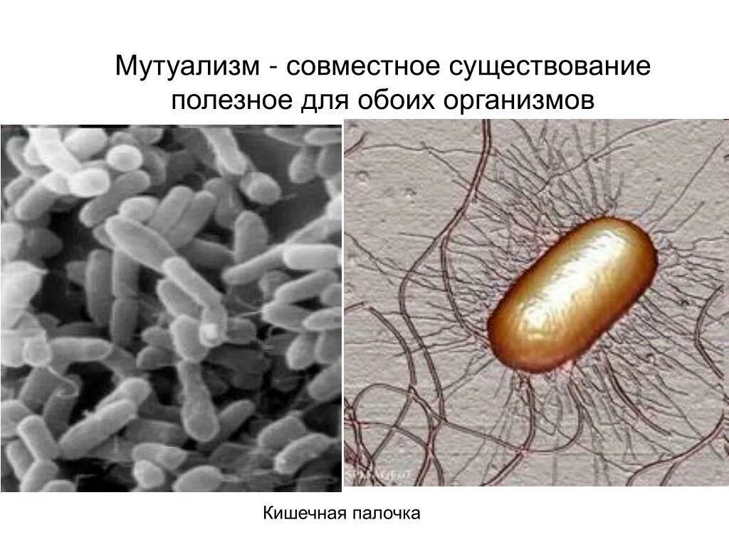 Симбионтом человека является. Кишечная палочка мутуализм. Мутуализм примеры микробиология. Мутуалистические бактерии. Мутуализм микроорганизмов.