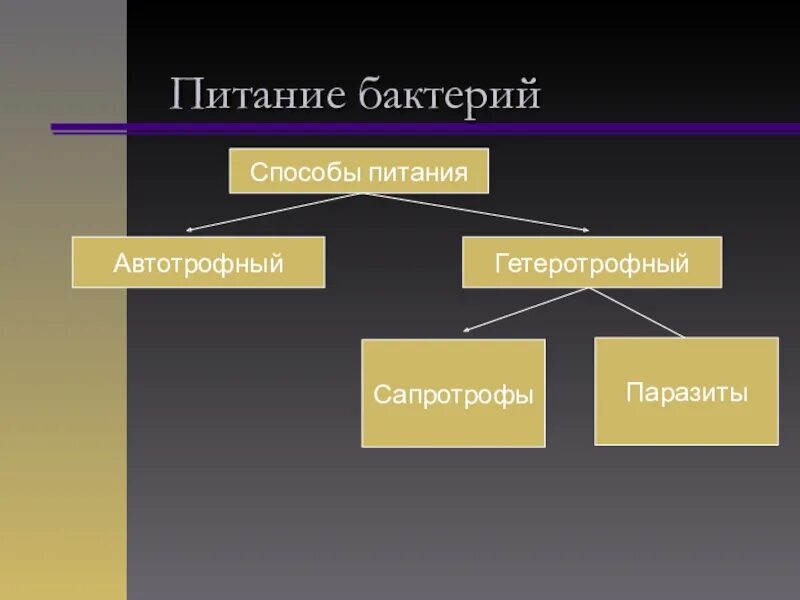 Обеспечивает автотрофное питание клетки. Способ питания бактерий сапротрофы. Гетеротрофный Тип питания сапротрофы. Автотрофный и гетеротрофный Тип питания. Автотрофный Тип питания.