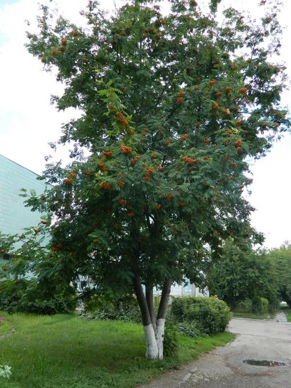 Sorbus aucuparia edulis (рябина обыкновенная). Рябина обыкновенная Эдулис. Рябина глоговина дерево.