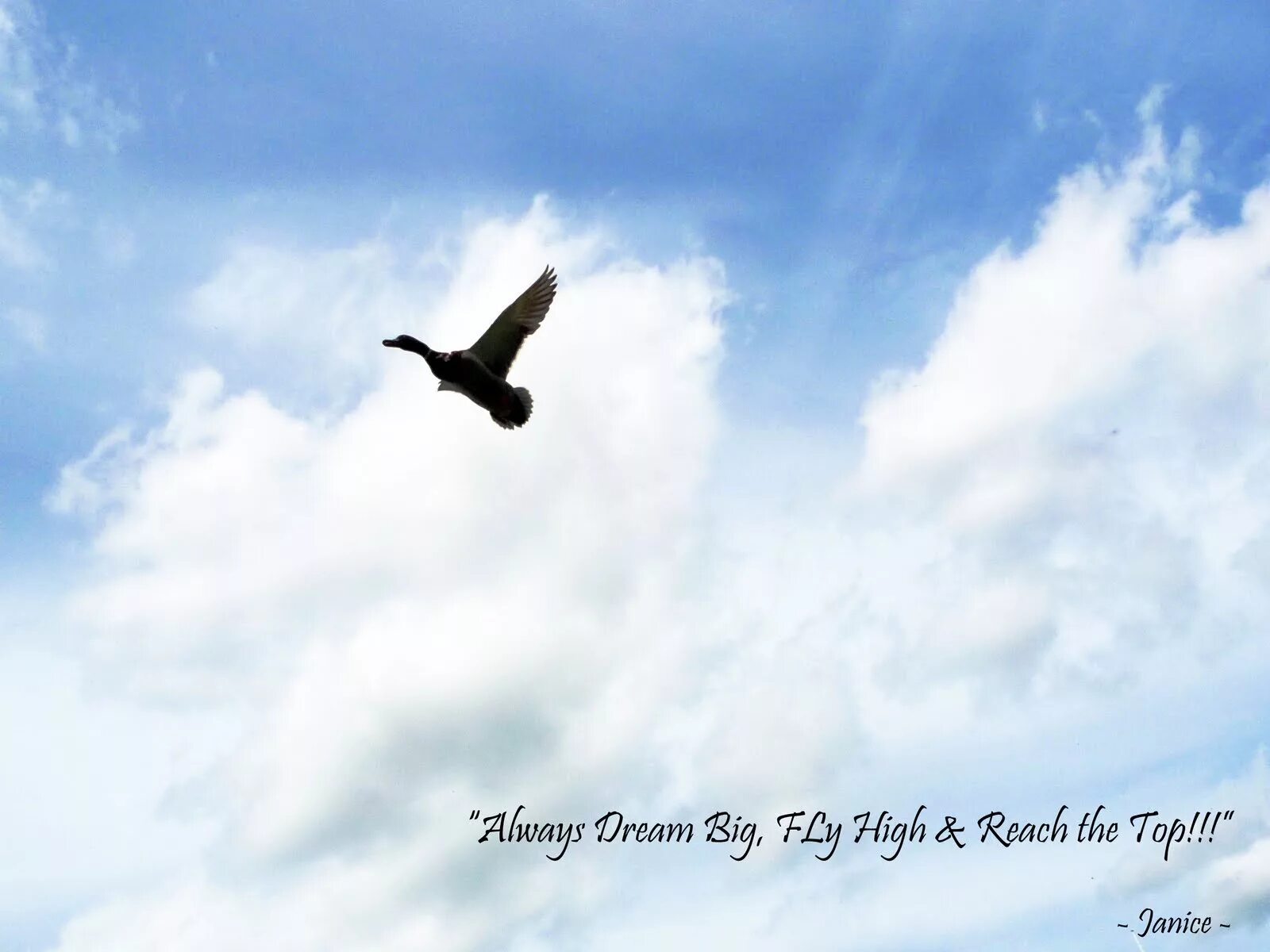 Freedom картинки. Flying High. Fly quotes. Голова в облаках. Bird fly high