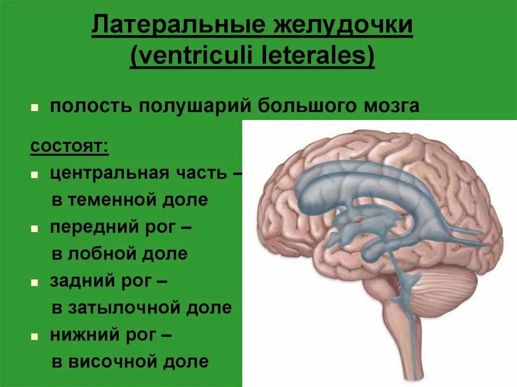 Мозг имеет полость. Полости мозга. Желудочки конечного мозга. Полости головного мозга желудочки. Полости большого мозга.