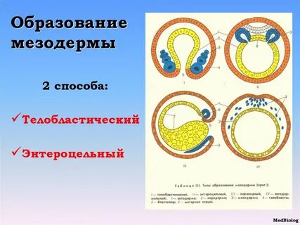 Образование мезодермы стадия эмбриогенеза