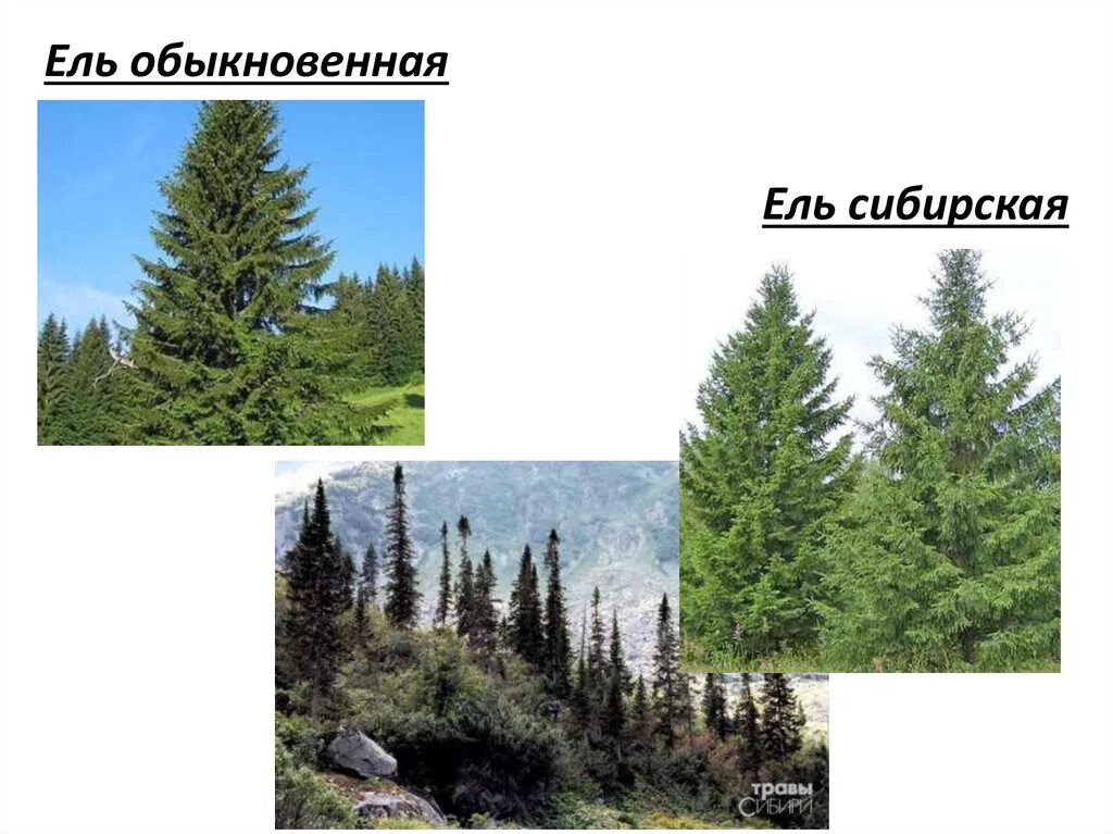 Ель сибирская фото и описание