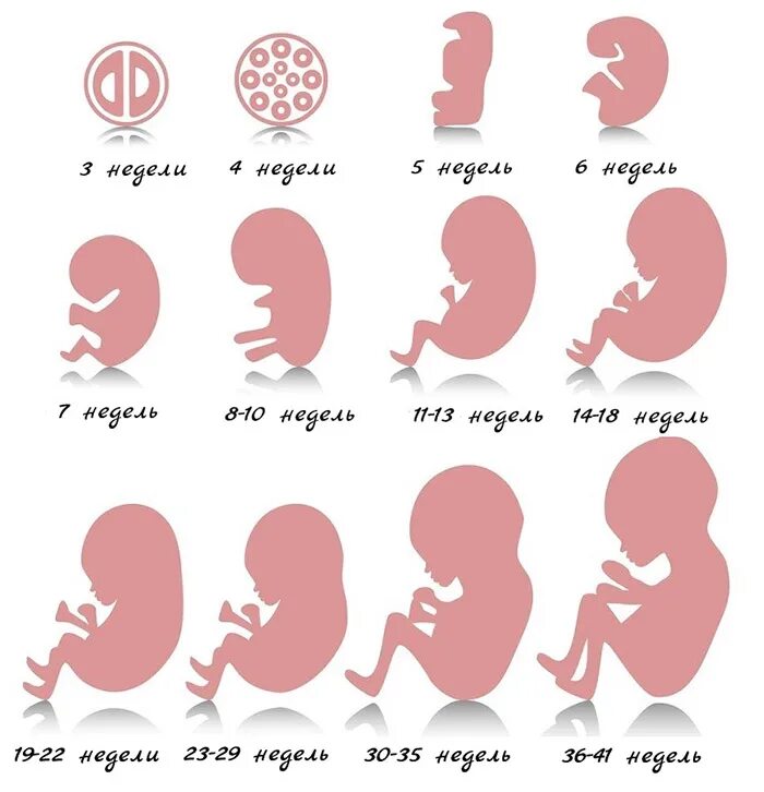 На какой неделе формируется. Стадии развития плода при беременности по неделям. Этапы формирования ребёнка по неделям беременности. Развитие ребёнка в животе по месяцам. Стадии развития ребенка в утробе матери.