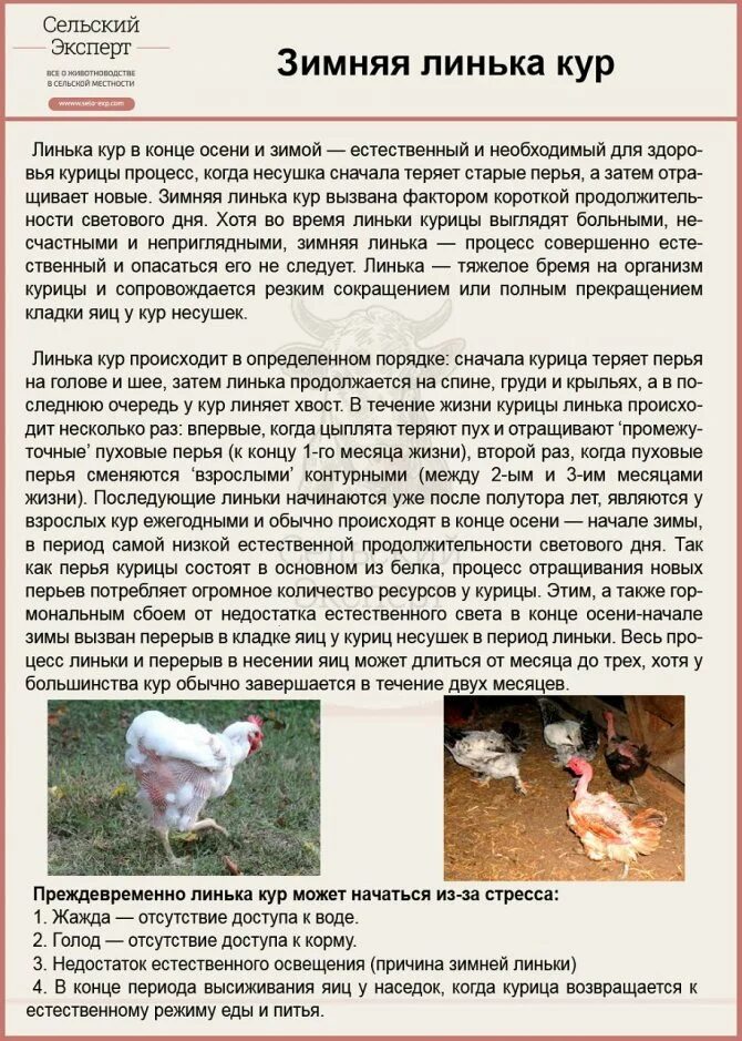 Можно ли несушкам давать лук
