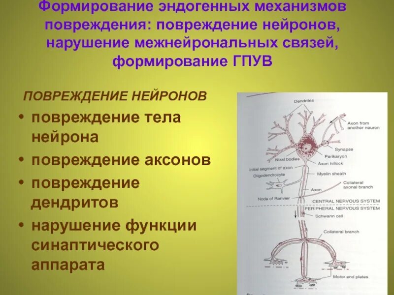 Повреждение нейронов. Механизм формирования ГПУВ. Неспецифические механизмы повреждения нейронов. Поврежденный Нейрон.