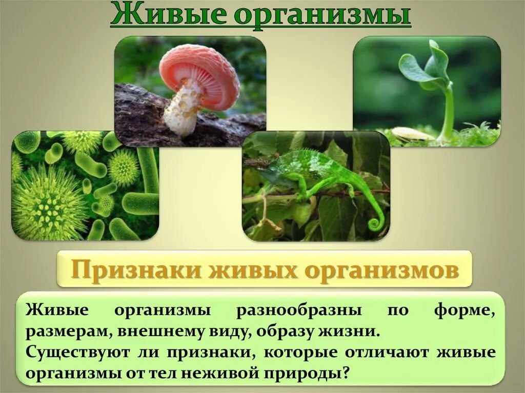 Почему растения живые организмы. Живые организмы. Живые организмы биология. Живые организмы являются лекарственными. Живым организмом является.