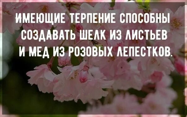 Обладает терпением. Имеющий терпение способен сделать шелк. Имеющие терпение способны создавать шелк из листьев поговорка.