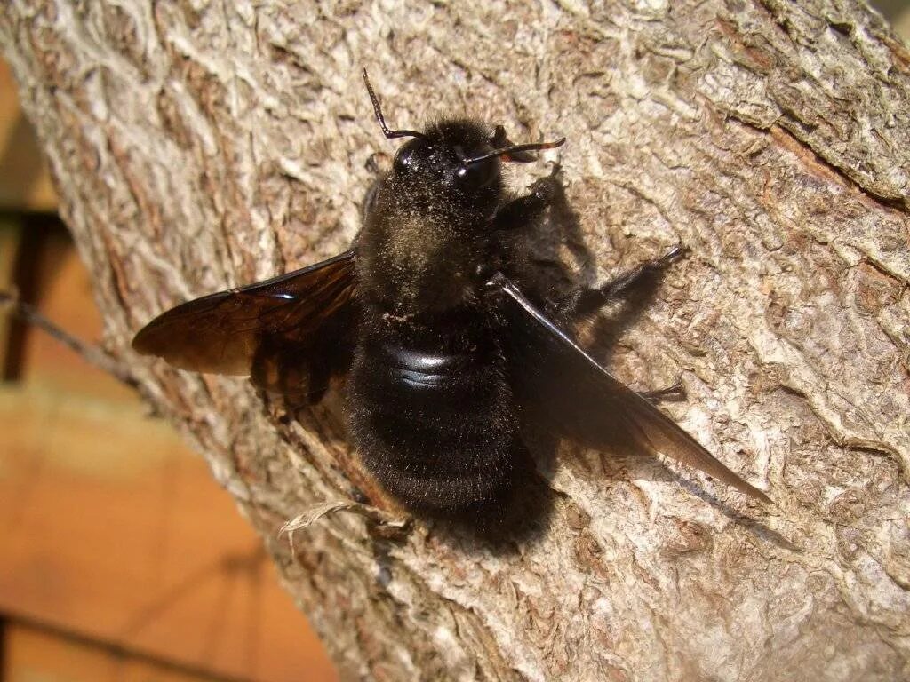 Насекомые похожие на пчел. Шмель-плотник фиолетовый( Xylocopa violacea ). Пчела-плотник Xylocopa Valga. Шмель древоточец. Пчела древоточец.