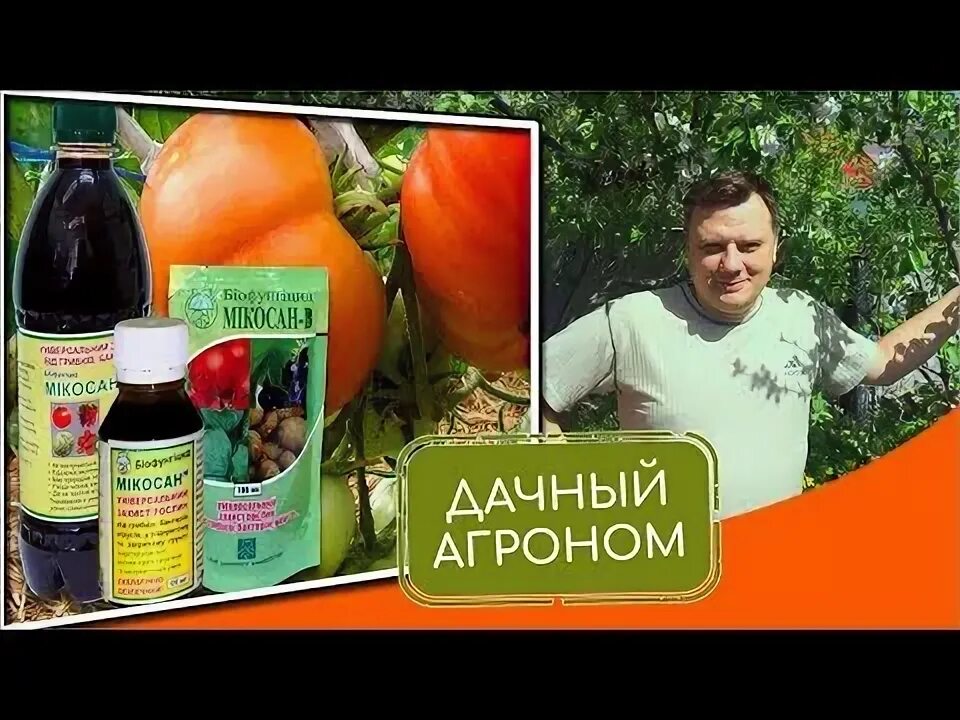 Дачный агроном посадка картофеля. Ежевика бесшипная на шпалере. Дачный агроном посадка картофеля. Дачный агроном картофель. Дачный агроном.
