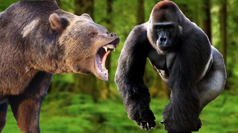 Кто сильнее медведь или горилла. Горилла и медведь. Горилла vs медведь. Медведь и обезьяна. Медведь против обезьяны.