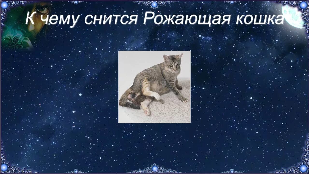 К чему снится рожающая кошка. Кошка рожала во сне к чему. Кошки во сне к чему снится.