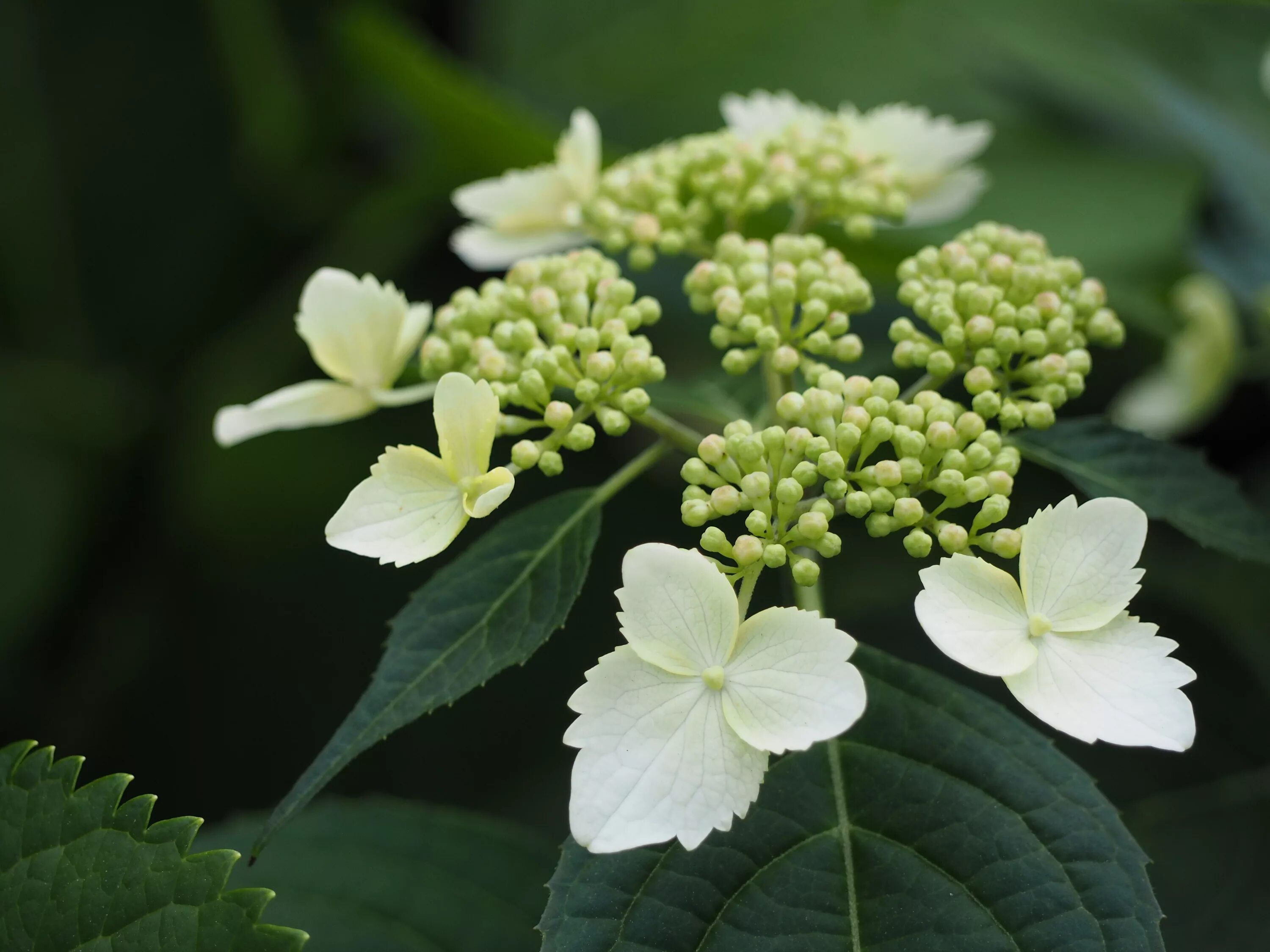 Фертильные соцветия. Юник (hydrangea paniculata ' unique'). Фертильные соцветия. Фертильные соцветия. Фертильные соцветия.