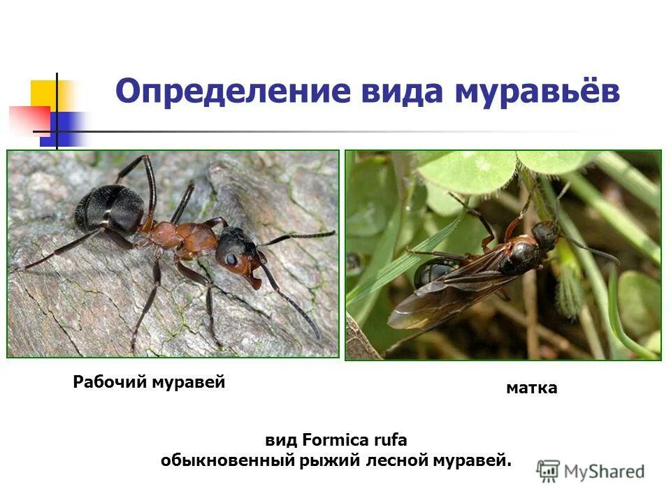 Определите тип развития животных рыжий лесной муравей. Матки муравьев формика руфа. рыжий лесной муравей матка. formica rufa матка.