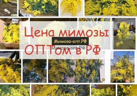 Как выбрать мимозу при покупке