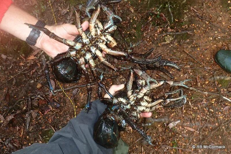 Пресноводный рак, Astacopsis Gouldi. Giant Tasmanian Crayfish. Гигантский Тасманийский краб. Большой речной рак