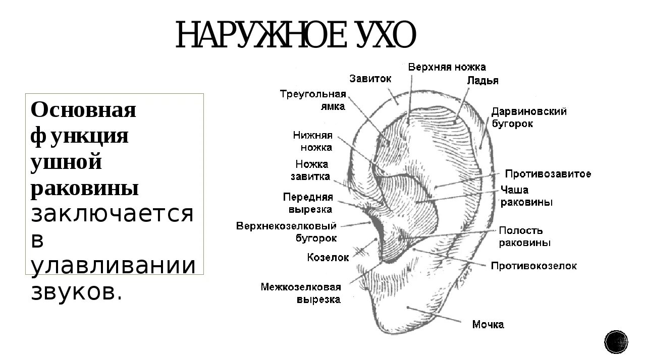 Ушная раковина какое ухо. Схема наружного уха человека. Строение наружного уха человека схема с описанием. Схема строения ушной раковины. Строение ушной раковины человека схема.