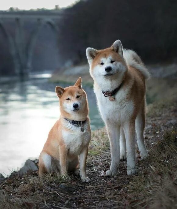 Шиба ину и акита ину. Сиба шиба ину акита. Шиба ину и акита ину. Акита шиба. Японские породы собак акита и сиба.
