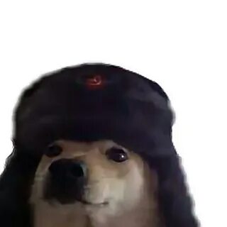 Собака товарищ