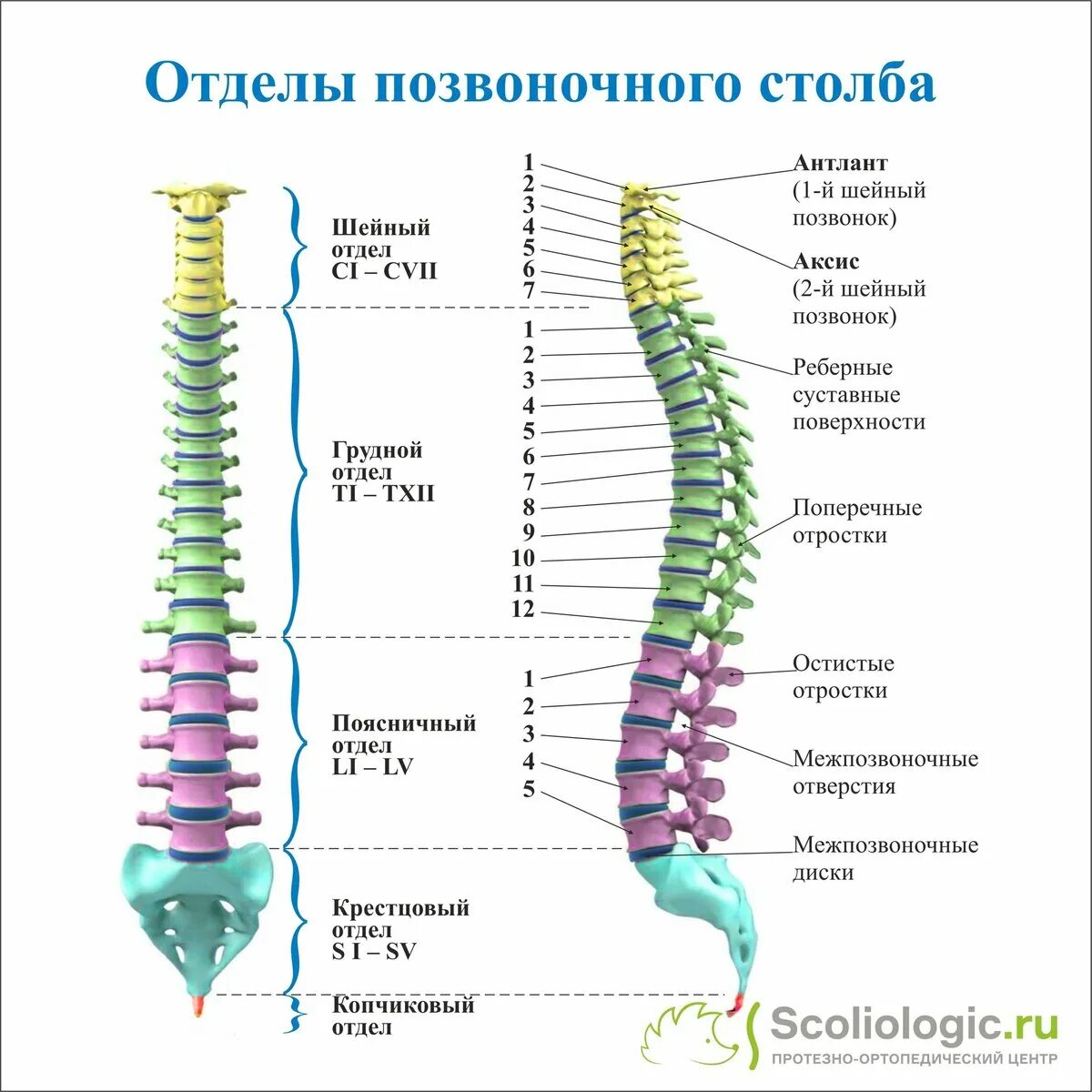 Th 6-12 позвонки. Позвонки с2-с7 th3. Позвонки т8 и т9 расположение. Th1 th4 позвонка.