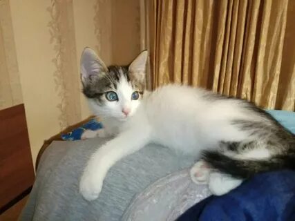Котята в подольске в добрые